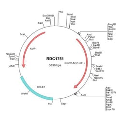 R&D Systems&trade;&nbsp;Mouse GPR52 (NP_001139802) VersaClone cDNA