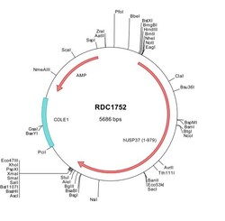 R&D Systems&trade;&nbsp;Human USP37 (NP_065986) VersaClone cDNA