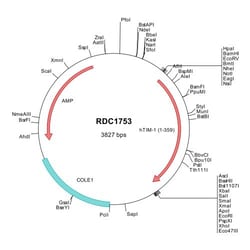 R&D Systems™ Human TIM-1/KIM-1/HAVCR (ADZ24773) VersaClone cDNA
