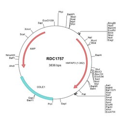 R&D Systems&trade;&nbsp;Human MFAP3 (NP_005918) VersaClone cDNA