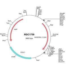 R&D Systems&trade;&nbsp;Human KIR2DS2 (NP_036444) VersaClone cDNA