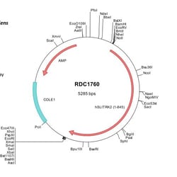 R&D Systems&trade;&nbsp;Human SLITRK2 (NP_115928) VersaClone cDNA