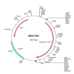 R&D Systems™ Human CLEC4F/CLECSF13 (NP_001244956) VersaClone cDNA