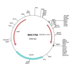 R&D Systems&trade;&nbsp;Human CD160 (NP_008984) VersaClone cDNA
