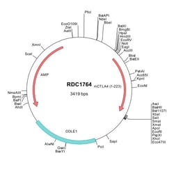 R&D Systems&trade;&nbsp;Mouse CTLA-4 (NP_033973) VersaClone cDNA