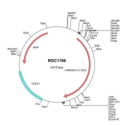 R&D Systems&trade;&nbsp;Human AMIGO2 (NP_862830) VersaClone cDNA