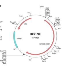 R&D Systems&trade;&nbsp;Human UNC5H3 (NP_003719) VersaClone cDNA