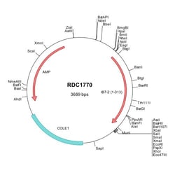 R&D Systems™ Rat B7-2/CD86 (NP_064466) VersaClone cDNA