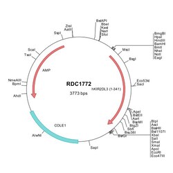 R&D Systems&trade;&nbsp;Human KIR2DL3/CD158b2 (NP_056952) VersaClone cDNA