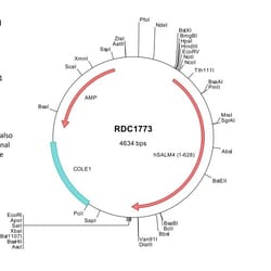 R&D Systems&trade;&nbsp;Human SALM4/LRFN3 (NP_078785) VersaClone cDNA