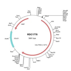 R&D Systems&trade;&nbsp;Human SLITRK3 (NP_055741) VersaClone cDNA