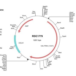 R&D Systems&trade;&nbsp;Human SLITRK4 (NP_775101) VersaClone cDNA