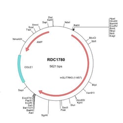 R D Systems Mouse SLITRK5 (NP_942565) VersaClone cDNA 10 &mu;g | Buy Online | R&amp;D Systems&trade; | Fisher Scientific