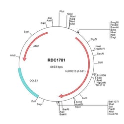 R&D Systems&trade;&nbsp;Human LRRC15 (BAB84587) VersaClone cDNA