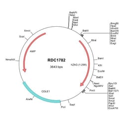R&D Systems&trade;&nbsp;Human ZAG (NP_001176) VersaClone cDNA