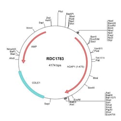R&D Systems&trade;&nbsp;Human CAP1 (Q01518) VersaClone cDNA