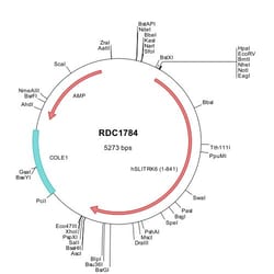 R&D Systems&trade;&nbsp;Human SLITRK6 (NP_115605) VersaClone cDNA