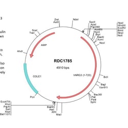 R&D Systems&trade;&nbsp;Human Neuregulin-3/NRG3 (P56975) VersaClone cDNA