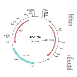 R&D Systems™ Cyno Monkey 2B4/CD244/SLAMF4 (XP_015310221) VersaClone cDNA