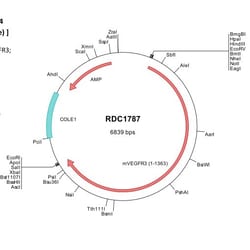 R&D Systems&trade;&nbsp;Mouse VEGFR3/Flt-4 (NP_032055) VersaClone cDNA
