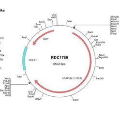 R&D Systems&trade;&nbsp;Human Papilin (NP_775733) VersaClone cDNA