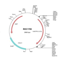 R&D Systems&trade;&nbsp;Human CNTFR alpha (NP_001833) VersaClone cDNA