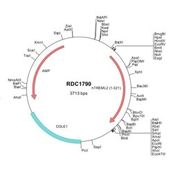 R&D Systems&trade;&nbsp;Human TREML2/TLT-2 (NP_079083) VersaClone cDNA