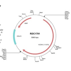 R&D Systems&trade;&nbsp;Human PTK7/CCK4 (NP_002812) VersaClone cDNA