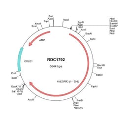 R&D Systems&trade;&nbsp;Human VEGFR3/Flt-4 (NP_002011) VersaClone cDNA