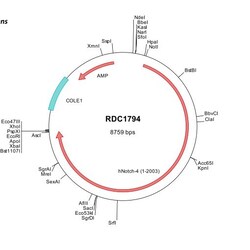 R&D Systems&trade;&nbsp;Human Notch-4 (NP_004548) VersaClone cDNA