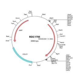R&D Systems&trade;&nbsp;Human MAdCAM-1 (NP_570116) VersaClone cDNA