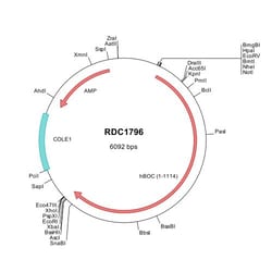 R&D Systems™ Human BOC (NP_150279) VersaClone cDNA