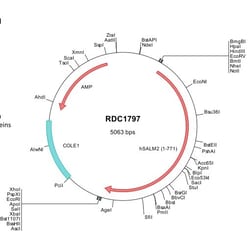 R&D Systems™ Human SALM2/LRFN1 (NP_065913) VersaClone cDNA