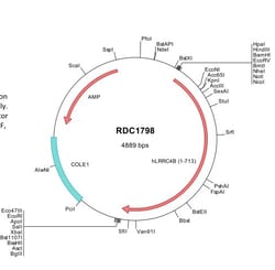 R&D Systems&trade;&nbsp;Human NGL-3/LRRC4B (NP_001073926) VersaClone cDNA
