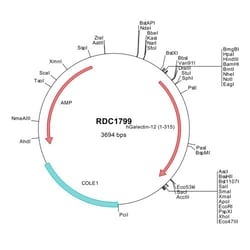 R&D Systems&trade;&nbsp;Human Galectin-12 (AAG40864) VersaClone cDNA