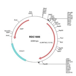 R&D Systems&trade;&nbsp;Human LRRTM2 (NP_056379) VersaClone cDNA