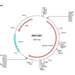 R D Systems Human MuSK (NP_005583) VersaClone cDNA 10 &mu;g | Buy Online | R&amp;D Systems&trade; | Fisher Scientific