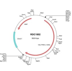 R D Systems Human SLITRK5 (NP_056382) VersaClone cDNA 10 &mu;g | Buy Online | R&amp;D Systems&trade; | Fisher Scientific