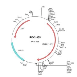 R&D Systems&trade;&nbsp;Human Thrombomodulin/BDCA-3 (NP_000352) VersaClone cDNA