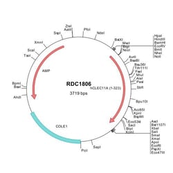 R&D Systems&trade;&nbsp;Human SCGF/CLEC11a (NP_002966) VersaClone cDNA