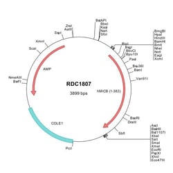 R&D Systems&trade;&nbsp;Human MICB (NP_005922) VersaClone cDNA