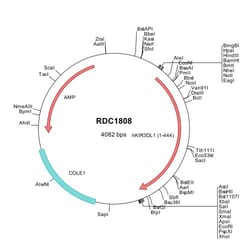 R&D Systems&trade;&nbsp;Human KIR3DL1 (NP_037421) VersaClone cDNA
