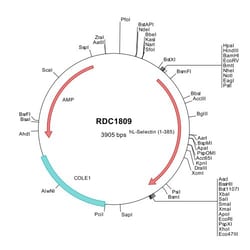 R&D Systems&trade;&nbsp;Human L-Selectin/CD62L (NP_000646) VersaClone cDNA