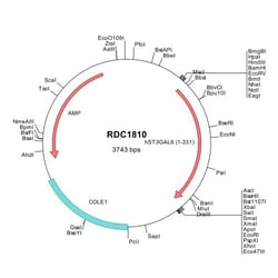R&D Systems™ Human ST3GAL6 (NP_006091) VersaClone cDNA