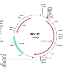 R&D Systems&trade;&nbsp;Human FLRT2 (NP_037363) VersaClone cDNA