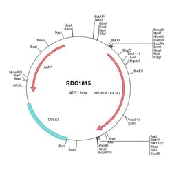 R&D Systems™ Human FCRL6/FcRH6 (NP_001004310) VersaClone cDNA
