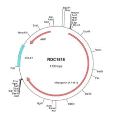 R&D Systems&trade;&nbsp;Human Neogenin (NP_002490) VersaClone cDNA