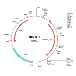 R D Systems Human FCRN (NP_004098) VersaClone cDNA 10 &mu;g | Buy Online | R&amp;D Systems&trade; | Fisher Scientific