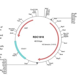 R&D Systems&trade;&nbsp;Human E-Selectin/CD62E (NP_000441) VersaClone cDNA
