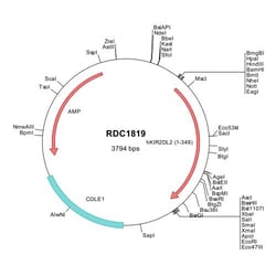 R&D Systems&trade;&nbsp;Human KIR2DL2/CD158b1 (NP_055034) VersaClone cDNA